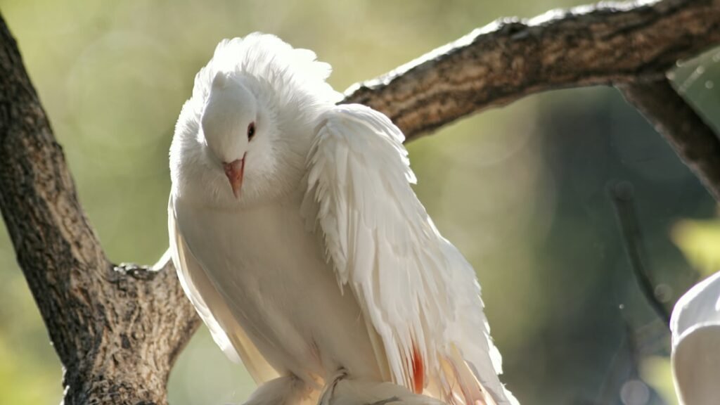 STF em Xeque: Anistias Controvertidas e o Direito à Saúde